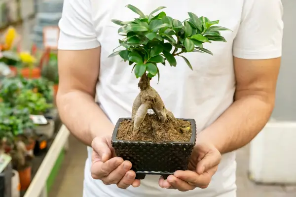 Bonsai